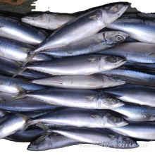 Frozen Fish 100-200g Pacific Mackerel
